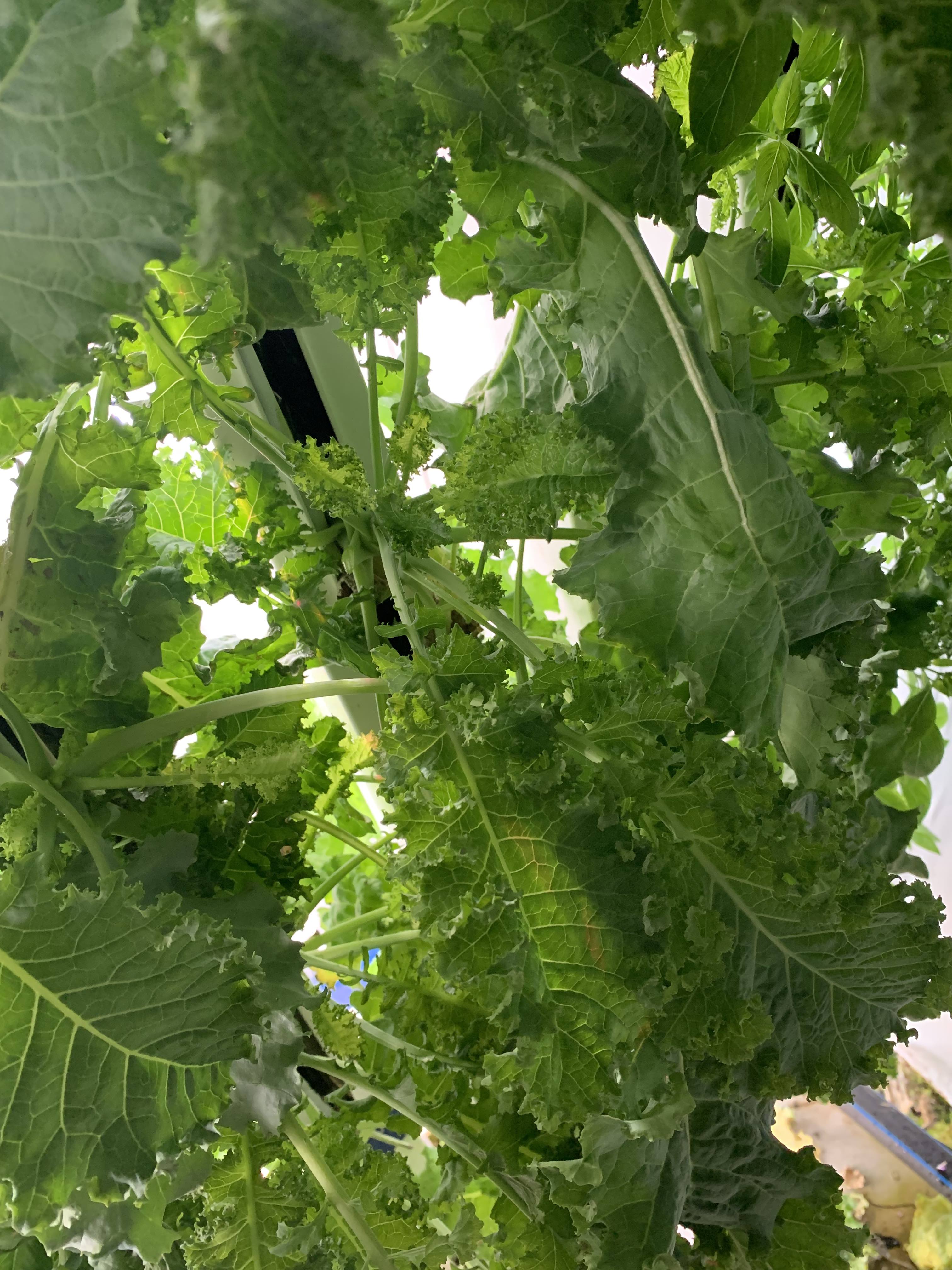 kale в башне, близко